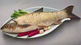 鱼可以吃哈密瓜,探索哈密瓜的独特风味