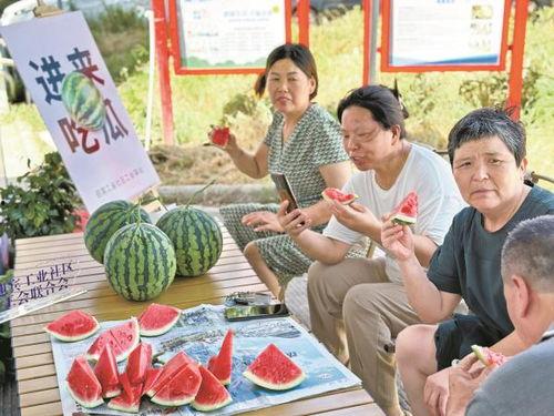 迎宾吃瓜,一场别开生面的吃瓜盛宴