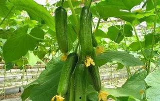 张美美吃瓜,揭秘娱乐圈幕后故事