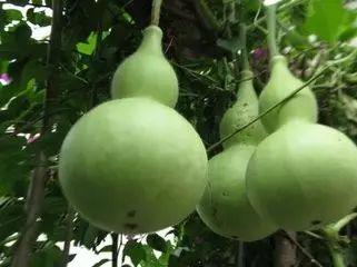 吃煮葫芦瓜  第2张