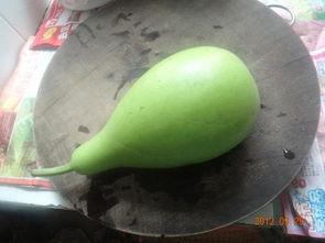 吃煮葫芦瓜  第3张