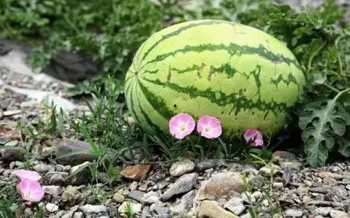 微山吃瓜宁夏  第2张