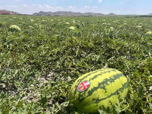 微山吃瓜宁夏  第3张