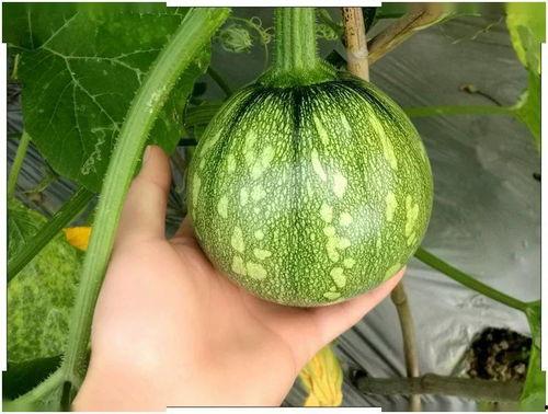 兴义吃的小瓜,小瓜美食之旅