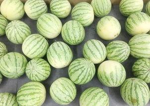 吃瓜事件真实,揭秘吃瓜事件背后的真相与争议  第2张