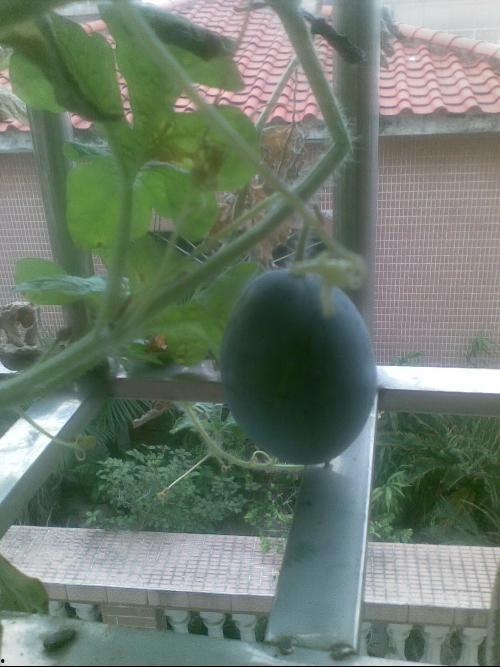 佛山阳台吃瓜