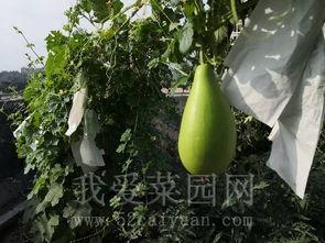 佛山阳台吃瓜  第2张