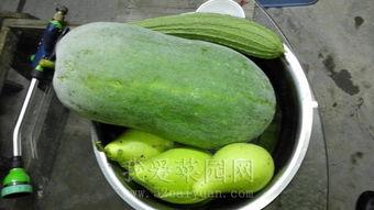 佛山阳台吃瓜  第3张