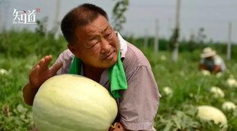 邢台类似吃瓜事件  第2张