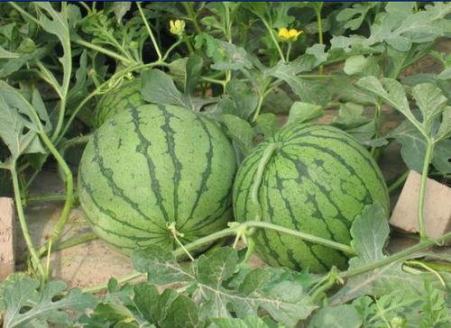 邢台类似吃瓜事件  第3张