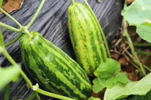 梦见在天上买瓜吃瓜啥意思  第3张