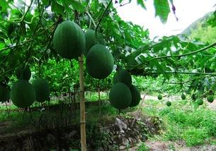 止咳吊瓜怎么吃