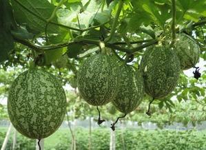 止咳吊瓜怎么吃  第2张