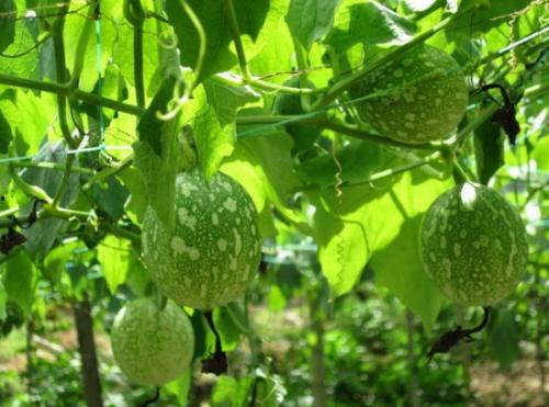 止咳吊瓜怎么吃  第3张