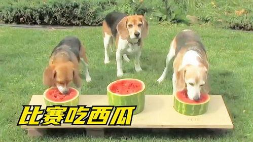 狗狗吃瓜大赛