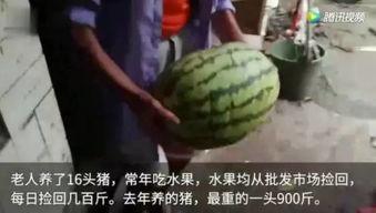 有瓜吃吗视频  第3张